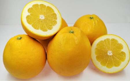 河内晩柑 （宇和ゴールド） 2L～Lサイズ 晩柑 ばんかん 柑橘 果物 くだもの フルーツ【2026年4月上旬～2026年5月上旬発送予定】(522-1)