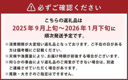伊勢海老 1kg以上 伊勢エビ イセエビ 海鮮 魚介 冷蔵 愛媛県【2025年9月上旬～2026年1月下旬発送予定】 （846）