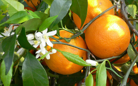 カラマンダリン L～Mサイズ （約5kg） 柑橘 果物 くだもの フルーツ 【2026年4月上旬～2026年5月上旬発送予定】(523)