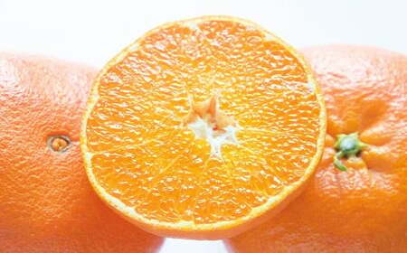 【先行予約】 愛媛県産 大将甘平 特秀3L・4Lサイズ800g（3個） かんぺい みかん 果物 フルーツ 【2026年2月上旬～2月下旬発送予定】（871）