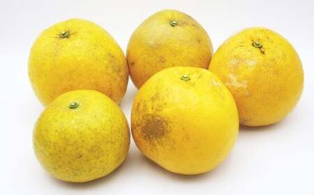 【2026年4月上旬より順次発送】訳あり 河内晩柑 5kg【えひめの町（超）推し！（愛南町）】(374)