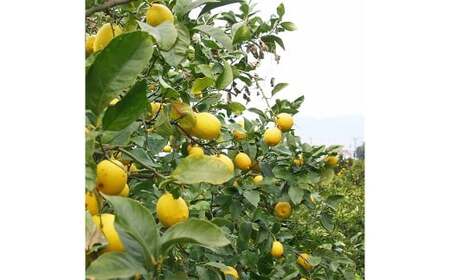 【希望の島】レモン特選品中玉2kg 愛媛県 松山市 中島産 レモン れもん 檸檬 贈答用 果物 フルーツ 調味料 農家直送 国産 常温 【2026年6月下旬迄順次発送予定】(1012)