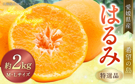 【希望の島】 はるみ 特選品 中玉 2kg 愛媛県 松山市 中島産 みかん 柑橘 贈答用 果物 くだもの フルーツ デザート 国産 常温 【2026年2月下旬～3月下旬迄順次発送予定】（1017）