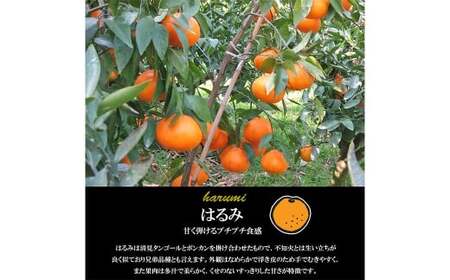 【希望の島】 はるみ 特選品 中玉 2kg 愛媛県 松山市 中島産 みかん 柑橘 贈答用 果物 くだもの フルーツ デザート 国産 常温 【2026年2月下旬～3月下旬迄順次発送予定】（1017）
