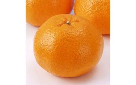 【希望の島】 はるみ 特選品 中玉 2kg 愛媛県 松山市 中島産 みかん 柑橘 贈答用 果物 くだもの フルーツ デザート 国産 常温 【2026年2月下旬～3月下旬迄順次発送予定】（1017）