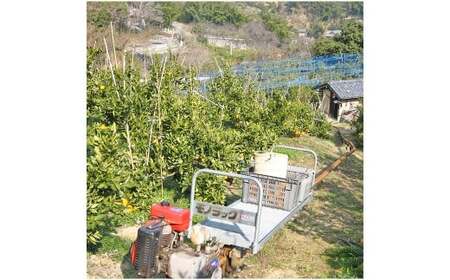 【希望の島】 はるみ 特選品 中玉 2kg 愛媛県 松山市 中島産 みかん 柑橘 贈答用 果物 くだもの フルーツ デザート 国産 常温 【2026年2月下旬～3月下旬迄順次発送予定】（1017）