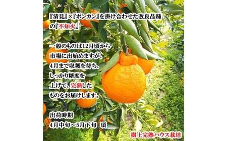 【希望の島】 完熟不知火 特選品 大玉 2kg 愛媛県 松山市 中島産 不知火 しらぬい 柑橘 贈答用 果物 くだもの フルーツ デザート 国産 常温 【2026年4月上旬～5月下旬迄順次発送予定】（1020）