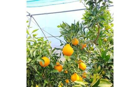 【希望の島】 完熟不知火 特選品 大玉 2kg 愛媛県 松山市 中島産 不知火 しらぬい 柑橘 贈答用 果物 くだもの フルーツ デザート 国産 常温 【2026年4月上旬～5月下旬迄順次発送予定】（1020）