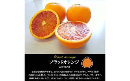 【希望の島】 ブラッドオレンジ 特選品 中玉 2kg 愛媛県 松山市 中島産 オレンジ 柑橘 贈答用 果物 くだもの フルーツ デザート 国産 常温 【2026年3月上旬～4月下旬迄順次発送予定】（1021）
