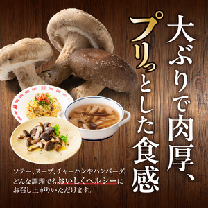 しいたけ・椎茸『駒来ファームの 極上・肉厚 生しいたけ』 極上しいたけ 肉厚しいたけ 生しいたけ 生シイタケ 生椎茸 安心椎茸 安全椎茸 国産しいたけ（椎茸） 採れたて 新鮮しいたけ（椎茸） きのこ 野菜 [131L01]