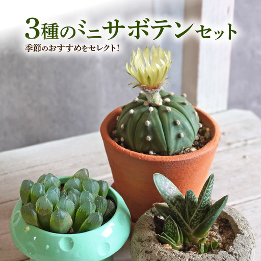 ミニ サボテン セット（3種）[133O06]　本格サボテン 産地直送サボテン インテリア ギフト プレゼント オシャレ かわいい 人気サボテン 多肉植物 おすすめサボテン おまかせサボテン