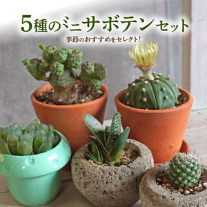 ミニ サボテン セット（5種）[133O07]　 本格サボテン 産地直送サボテン インテリア ギフト プレゼント オシャレ かわいい 人気サボテン 多肉植物 おすすめサボテン おまかせサボテン