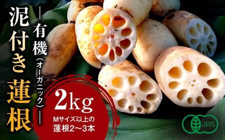 有機（オーガニック）泥付き蓮根2kg / 佐賀県 / 吉田農園 [41AHAE001]