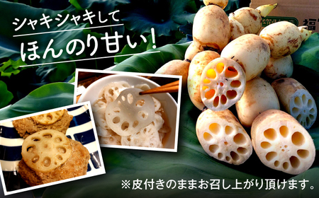 有機（オーガニック）泥付き蓮根2kg / 佐賀県 / 吉田農園 [41AHAE001]