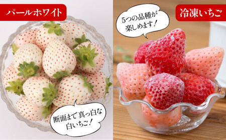 【全4回定期便】希少いちご（恋みのり・パールホワイト・淡雪・冷凍いちご）食べ比べ / 苺 果物 フルーツ / 佐賀県 [41AAZZ003]
