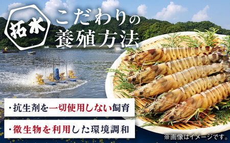 【加熱用】伊万里特産 無頭冷凍車海老 計500g（250g×2袋）/ エビ 国産 / 佐賀県 / 株式会社 拓水 伊万里クルマエビセンター [41AEAJ008]