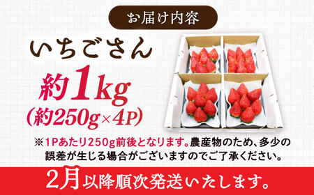 【2026年発送 先行予約】いちごさん 約1kg（約250g×4パック） / 佐賀県 / リフルット株式会社 [41ABAA001]