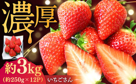 いちごさん 約3kg（約250g×12パック） / 佐賀県 / リフルット株式会社 [41ABAA005]