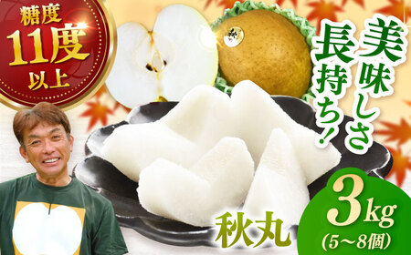 【2026年発送分 先行予約】【化粧箱入り】秋丸（王秋）5-8個入（約3kg） / 佐賀県 / 大川三世代 [41AEAB011]