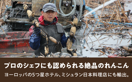 【ミシュランシェフも認めた】田島屋れんこん 3kg（泥付き） / れんこん レンコン 蓮根 佐賀県産 白石町産 / 佐賀県 / 田島屋れんこん [41ASDA001]