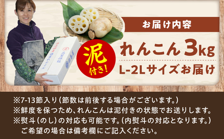 【ミシュランシェフも認めた】田島屋れんこん 3kg（泥付き） / れんこん レンコン 蓮根 佐賀県産 白石町産 / 佐賀県 / 田島屋れんこん [41ASDA001]