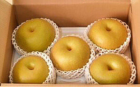 【2026年発送分 先行予約】【化粧箱入り】温室幸太郎（幸水）5-6個入（約2.3kg） / 佐賀県 / 大川三世代 [41AEAB013]