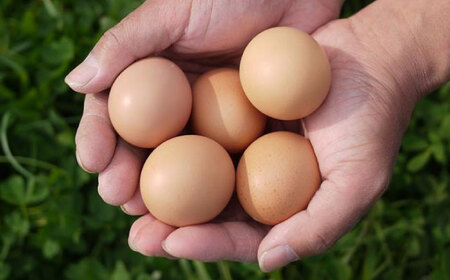 平飼いニワトリの有精卵！ほんまの朝食セットB（卵20個、フランクフルトソーセージ6本） / 佐賀県 / 本間農園 [41AJAA013]