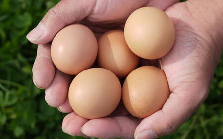 平飼いニワトリの有精卵！ほんまの朝食セットC（卵20個、ウィンナー6本、フランクフルト3本） / 佐賀県 / 本間農園 [41AJAA014]