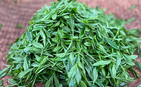 【ロマ佐賀】【農林水産大臣賞受賞】【数量限定】蒸し製玉緑茶 10g / 白川製茶園 [41AIAB015]