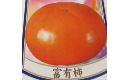 【2026年発送分 先行予約】柿（富有柿）7kg / 佐賀県 / 一般社団法人龍乃 [41ANAC017]