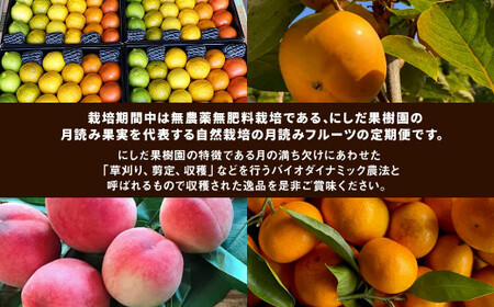 【年4回定期便】にしだ果樹園の熊本県産季節の月読みフルーツ定期便