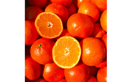 【2024年12月発送開始】熊本県産みはや 約5キロ 果物 柑橘類 蜜柑