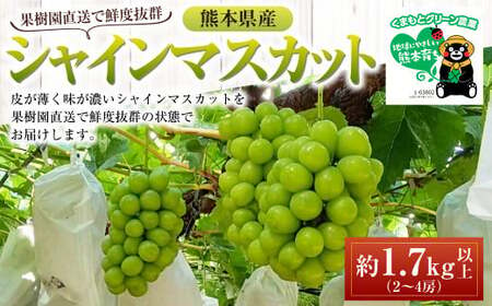 熊本県産 シャインマスカット 約1.7kg以上（2～4房） 果物 くだもの フルーツ ぶどう おやつ 果実 熊本県産 国産 【2024年8月下旬発送開始】