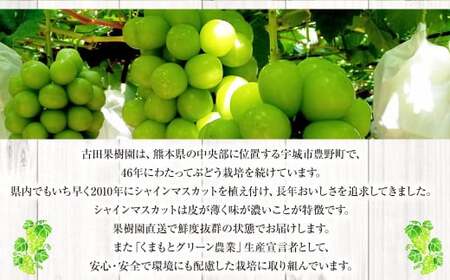 熊本県産 シャインマスカット 約1.7kg以上（2～4房） 果物 くだもの フルーツ ぶどう おやつ 果実 熊本県産 国産 【2024年8月下旬発送開始】