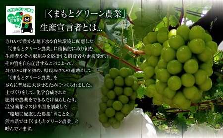 熊本県産 シャインマスカット 約1.7kg以上（2～4房） 果物 くだもの フルーツ ぶどう おやつ 果実 熊本県産 国産 【2024年8月下旬発送開始】