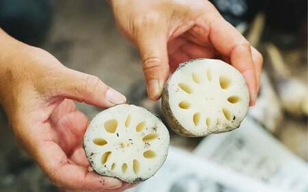 肥後れんこんの里 れんこん茶 70g×2袋 合計140g お茶 茶 飲料 茶葉 れんこん 蓮根 蓮根茶 れんこん茶 やさい 野菜 加工品 長期保存 熊本県産 国産