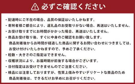  熊本県産 苺 旬の品種 （2種） 約1.5キロ 前後 いちご イチゴ フルーツ 果物 【2025年3月上旬発送開始】