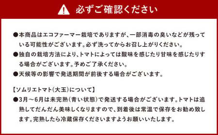 【 食べ比べ 】ソムリエ トマト1.3kg と ソムリエ ミニトマト プラチナ500g とダイヤ 500g の セット 合計 2.3kg 3種 とまと 野菜 やさい 熊本県産 国産  【2025年2月上旬発送開始】