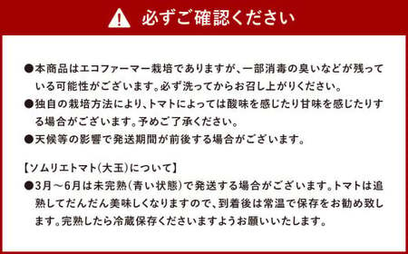ソムリエ トマト  4kg × 2箱 合計8kg とまと トマト 野菜 やさい 熊本県産 国産 【2025年2月上旬発送開始】