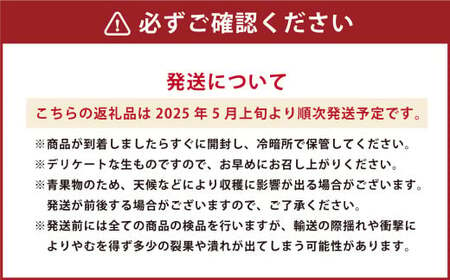 熊本県産 肥後グリーンメロン 1玉 1.6kg以上 【2025年5月上旬発送開始】 グリーンメロン メロン フルーツ 果物 くだもの 国産