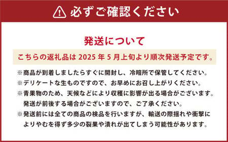 熊本県産 アールスメロン 1玉 1.6kg以上 【2025年5月上旬発送開始】 グリーンメロン メロン フルーツ 果物 くだもの 国産