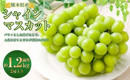 熊本県産 シャインマスカット 2房 約1.2kg前後 マスカット フルーツ 果物 【2025年8月下旬発送開始】