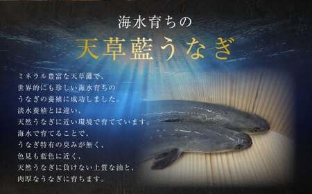 海水育ちの天草藍うなぎ 蒲焼 2～3尾セット 合計約400g タレ付き うなぎ 鰻 ウナギ 蒲焼き かば焼き うなぎの蒲焼 魚 お魚