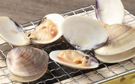 熊本県産冷凍活地ハマグリ 約1kg 蛤 ハマグリ はまぐり シーフード 貝 おつまみ 冷凍 熊本県産