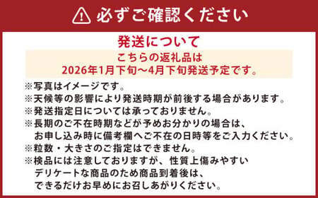 『まるでデザートのような甘～い、高級塩トマト』 約2.5kg 1箱 熊本県産 【2026年1月下旬発送開始】 野菜 やさい トマト とまと 塩トマト