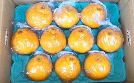 不知火 約3kg （約10玉程） 柑橘 果物 しらぬい みかん 蜜柑 くだもの 【2026年2月下旬発送開始】