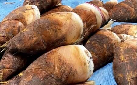 熊本県産 朝掘り 筍 約2kg 【2026年4月上旬発送開始】 たけのこ