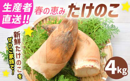 【生産者直送】春の恵み たけのこ 約4kg 以上 （2~5本） 【2026年4月上旬発送開始】 やさい 野菜 竹の子 筍 タケノコ 熊本県産