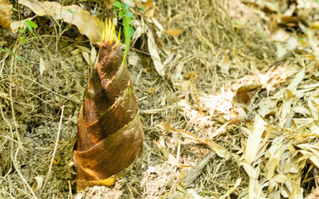 【生産者直送】春の恵み たけのこ 約4kg 以上 （2~5本） 【2026年4月上旬発送開始】 やさい 野菜 竹の子 筍 タケノコ 熊本県産