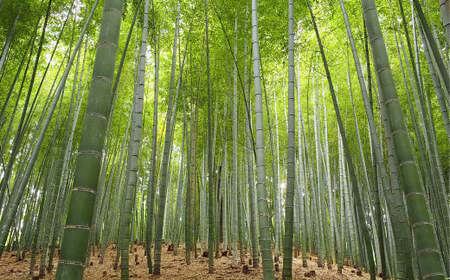 【生産者直送】春の恵み たけのこ 約4kg 以上 （2~5本） 【2026年4月上旬発送開始】 やさい 野菜 竹の子 筍 タケノコ 熊本県産